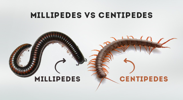 picture of Millipedes Vs Centipedes
